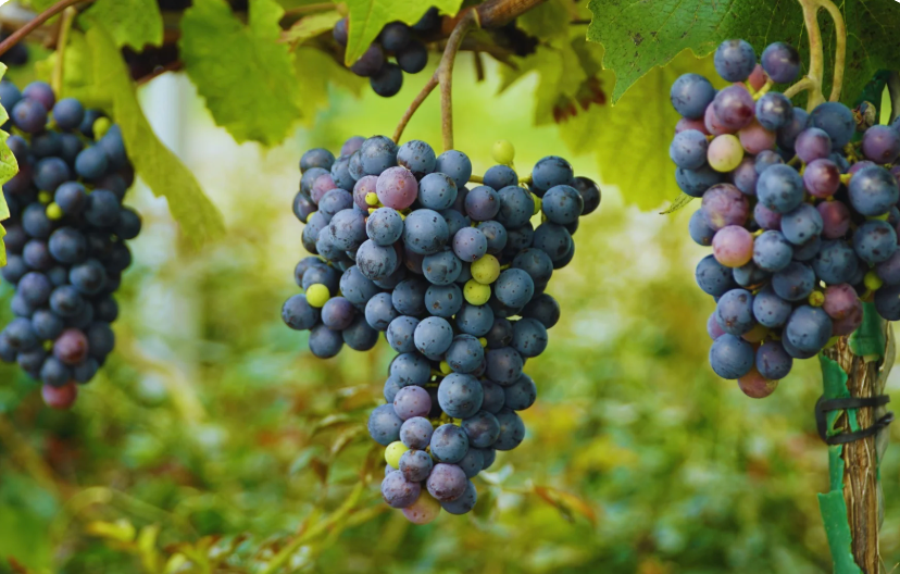 black sharad seedless grapes