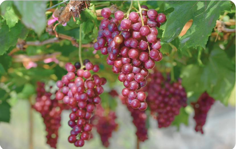crimson grapes